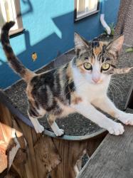 Found/Stray Female Cat last seen Ney, Oakland, CA 94605