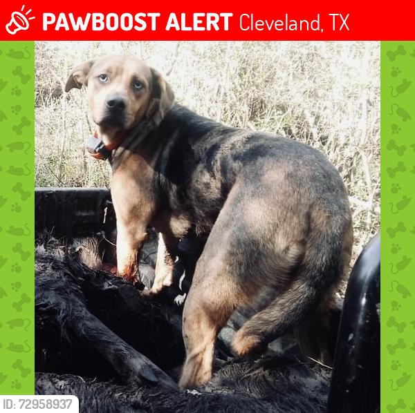 Lost Female Dog last seen Truman , Cleveland, TX 77327