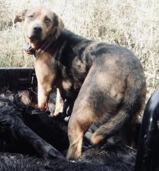 Lost Female Dog last seen Truman , Cleveland, TX 77327