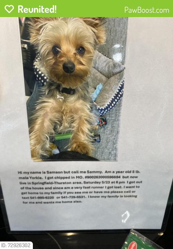 Reunited Male Dog last seen 67th & Aster Street, Springfield, OR 97475