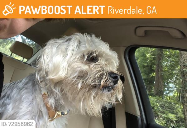 Found/Stray Male Dog last seen Salisbury trail , Riverdale, GA 30296