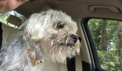 Found/Stray Male Dog last seen Salisbury trail , Riverdale, GA 30296