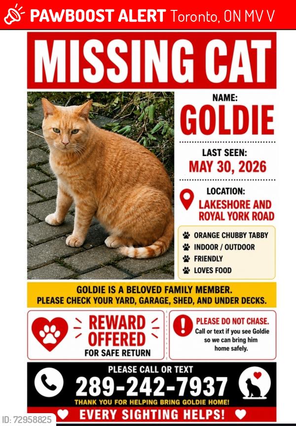 Lost Male Cat last seen Miles Road and Lakeshore, Toronto, ON M8V 1V3