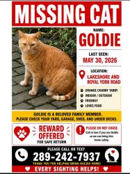 Lost Male Cat last seen Miles Road and Lakeshore , Toronto, ON M8V 1V3