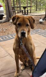 Lost Male Dog last seen Near , Grant, CO 80448