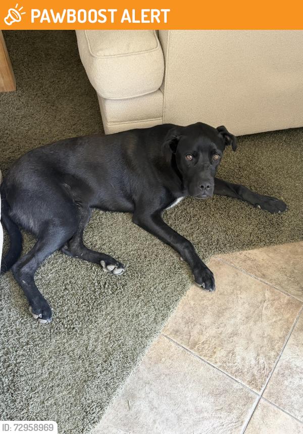 Found/Stray Male Dog last seen Bridge st & Gilman Springs, Riverside County, CA 92555