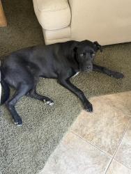 Found/Stray Male Dog last seen Bridge st & Gilman Springs, Riverside County, CA 92555