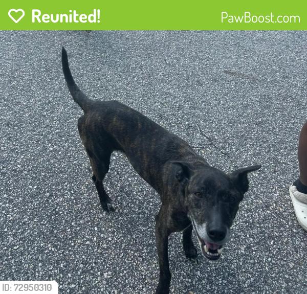 Reunited Female Dog last seen Massey Hill area near the Railroad track. , Fayetteville, NC 28306