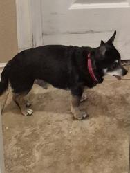 Lost Male Dog last seen CR 2340 across from Zahn's Pit, Lubbock County, TX 79423