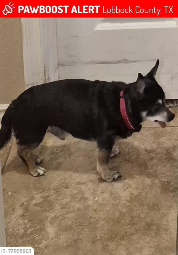 Lost Male Dog last seen CR 2340 across from Zahn's Pit, Lubbock County, TX 79423