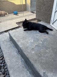 Lost Male Dog last seen Lucien st , Compton, CA 90222