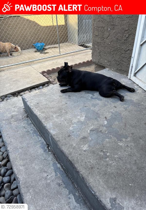 Lost Male Dog last seen Lucien st , Compton, CA 90222