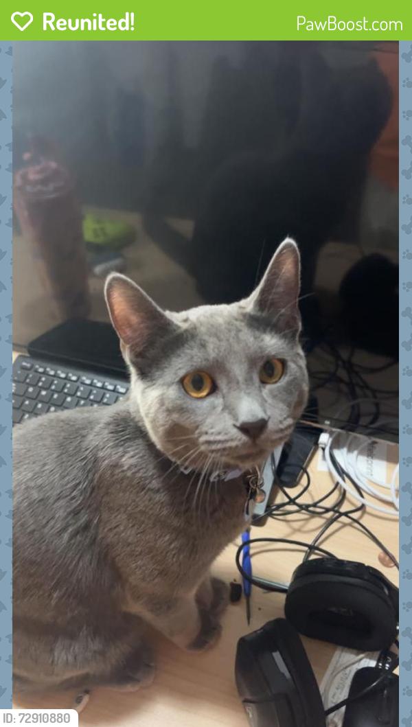 Reunited Male Cat last seen Flamingo and Algonquin , Las Vegas, NV 89119