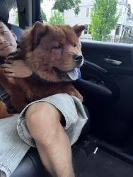 Reunited Male Dog last seen Armitage, North ave , Chicago, IL 60639