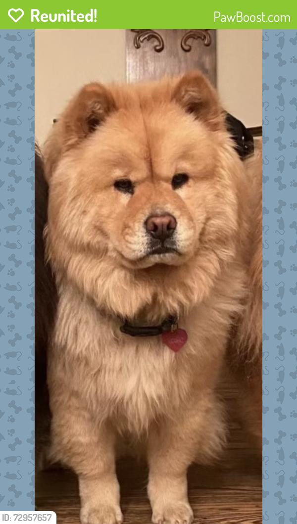 Reunited Female Dog last seen Stillwell Lane, Syosset, NY 11791