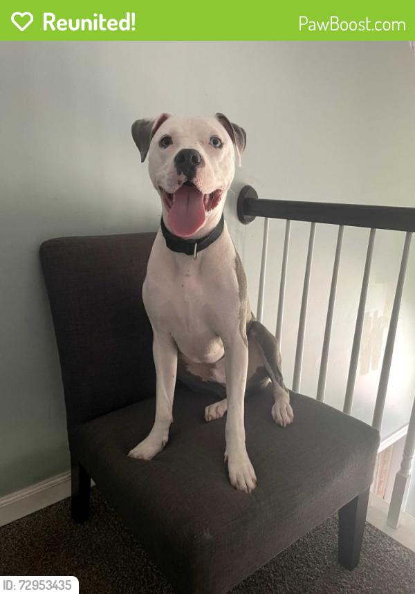 Reunited Male Dog last seen Heritage Ridge /Rocky Ridge, Irondale, AL 35210