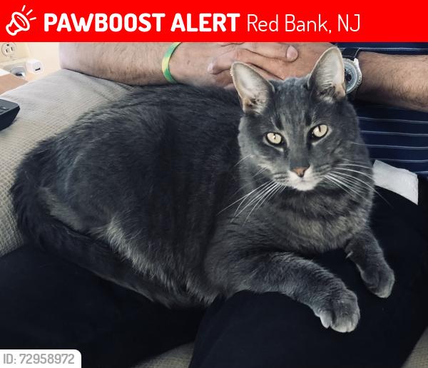 Lost Male Cat last seen Harding, Red Bank, NJ 07701
