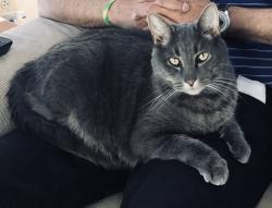 Lost Male Cat last seen Harding, Red Bank, NJ 07701