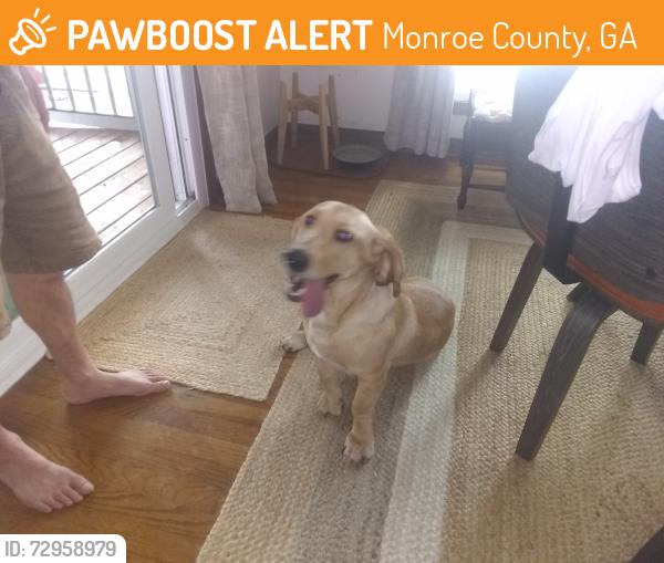 Found/Stray Female Dog last seen Buck Creek Rd/boat launch, Monroe County, GA 30233