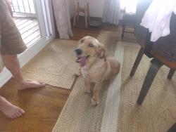 Found/Stray Female Dog last seen Buck Creek Rd/boat launch, Monroe County, GA 30233