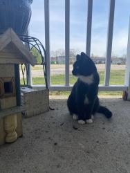 Lost Female Cat last seen Goodale Dr and Anderson Station, Union Township, OH 45601