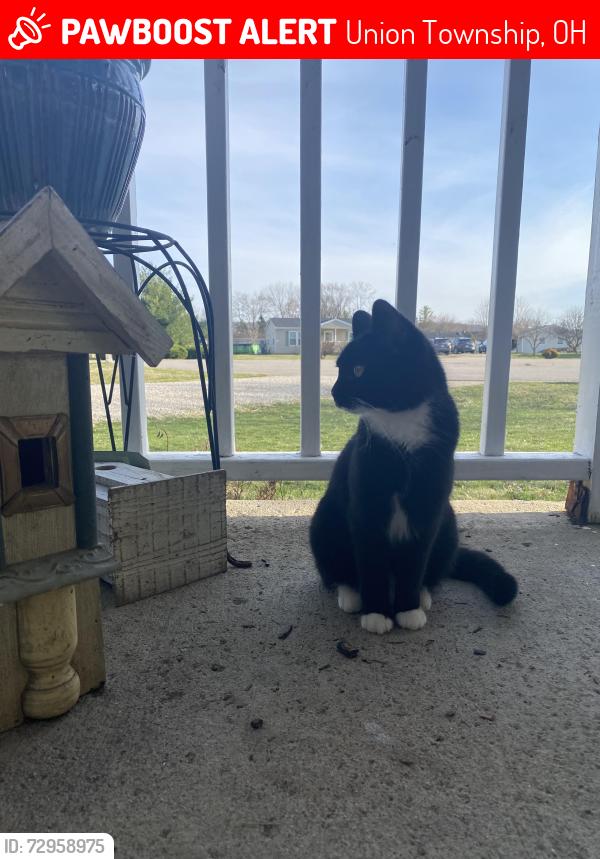 Lost Female Cat last seen Goodale Dr and Anderson Station, Union Township, OH 45601