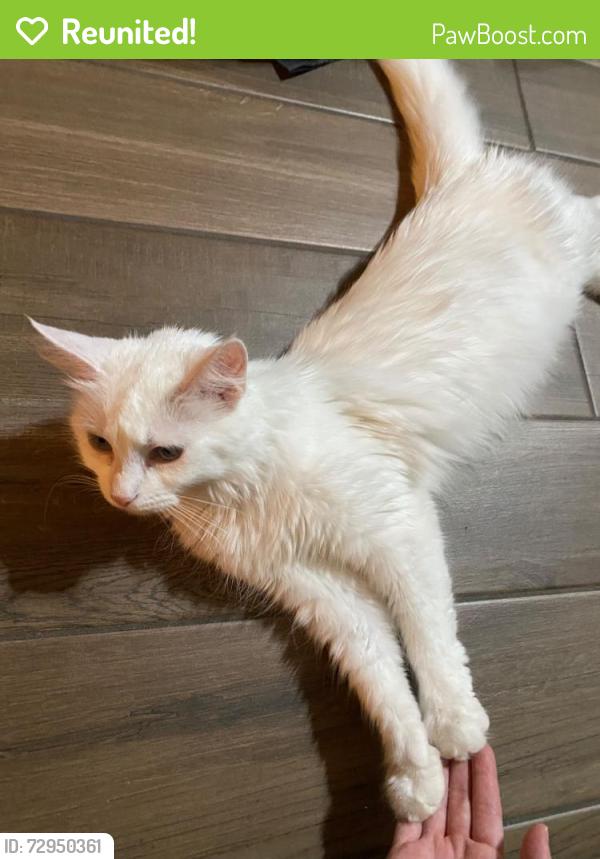 Reunited Female Cat last seen N McQueen Rd & E Sheffield Ave, Chandler, AZ 85225