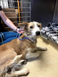 Found/Stray Female Dog last seen Rufe snow dr, North Richland Hills, TX 76180