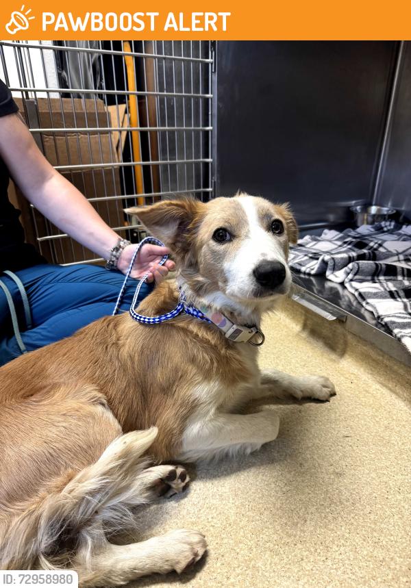 Found/Stray Female Dog last seen Rufe snow dr, North Richland Hills, TX 76180