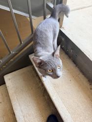 Found/Stray Male Cat last seen Near Hamilton Ridge Drive, Maryville, TN, Maryville, TN 37801