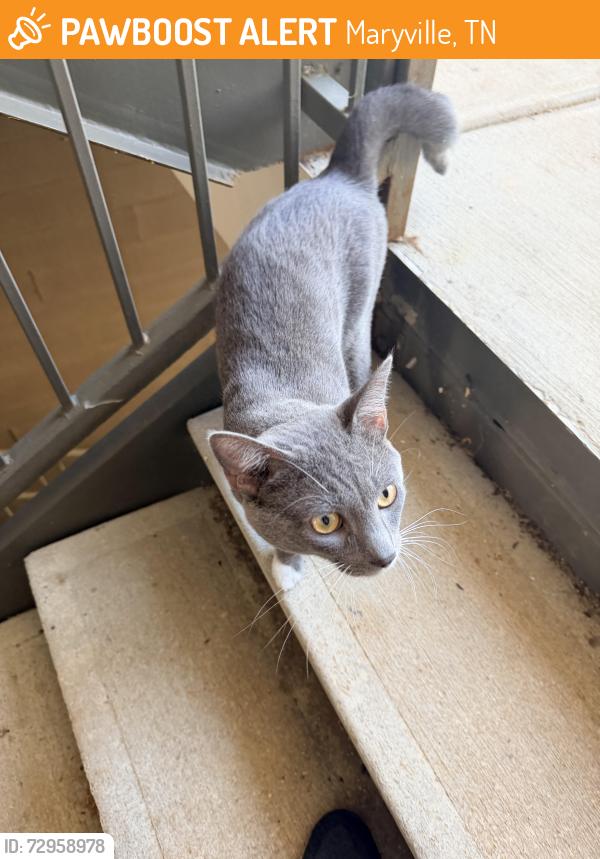 Found/Stray Male Cat last seen Near Hamilton Ridge Drive, Maryville, TN, Maryville, TN 37801