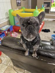 Lost Male Dog last seen Near powder dr , Killeen, TX 76542