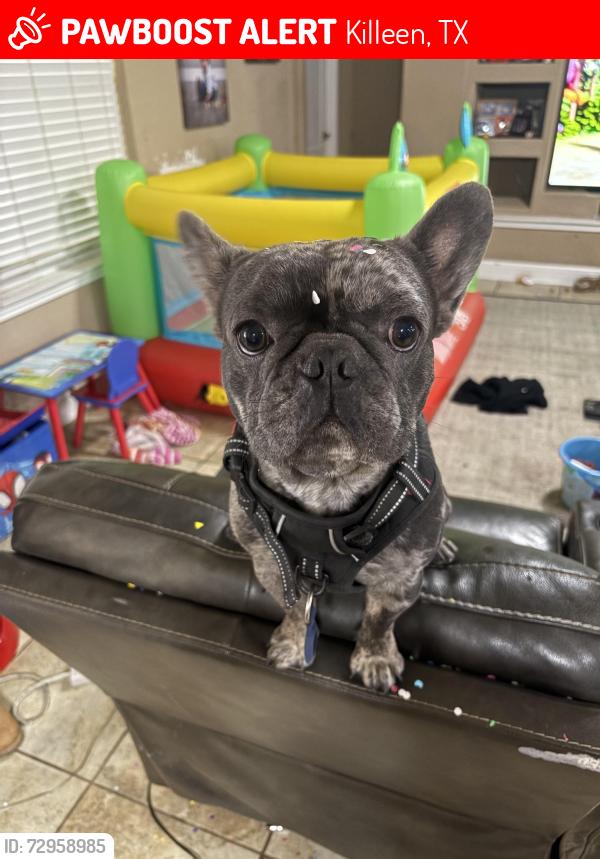 Lost Male Dog last seen Near powder dr , Killeen, TX 76542