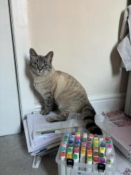 Lost Female Cat last seen Oldbury Vets - Birmingham, Greater London, England TW10 6BE