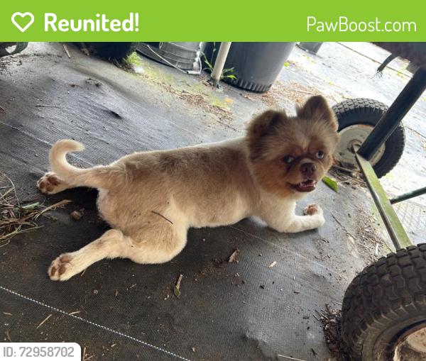 Reunited Male Dog last seen Near SW 368th St, hmstd, FL 33034, USA, Homestead, FL 33034