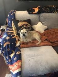 Reunited Female Dog last seen USGS building, Reston, VA 20191