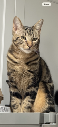 Reunited Male Cat last seen Sugar wood Dr , League City, TX 77573