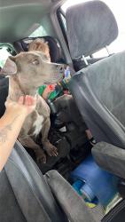 Reunited Male Dog last seen Airport/Murray, Colorado Springs, CO 80910