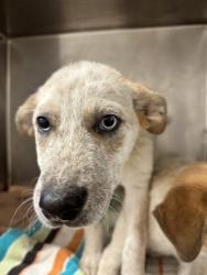 Shelter Stray Male Dog last seen Cockrell Hill, TX 75211, Cedar Hill, TX 75104