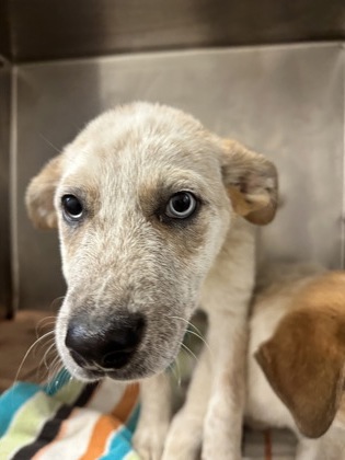 Shelter Stray Male Dog last seen Cockrell Hill, TX 75211, Cedar Hill, TX 75104