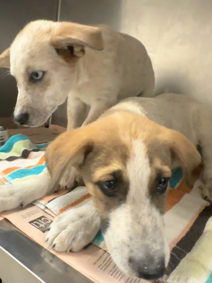 Shelter Stray Male Dog last seen Cockrell Hill, TX 75211, Cedar Hill, TX 75104