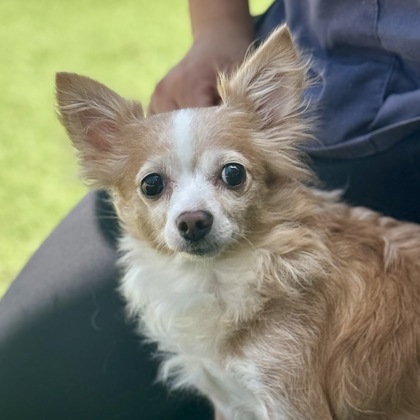 Shelter Stray Female Dog last seen Near Olson Dr, Rancho Cordova, CA, Sacramento, CA 95828