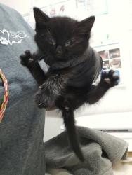 Shelter Stray Unknown Cat last seen Sacramento, CA 95814, Sacramento, CA 95828