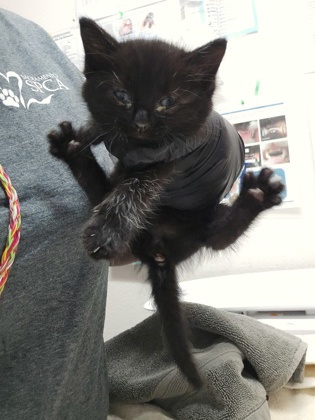 Shelter Stray Unknown Cat last seen Sacramento, CA 95814, Sacramento, CA 95828