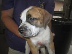 Shelter Stray Female Dog last seen Round Rock, TX 78664, Georgetown, TX 78626