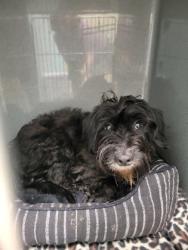 Shelter Stray Male Dog last seen ,  , Fishers, IN 46038
