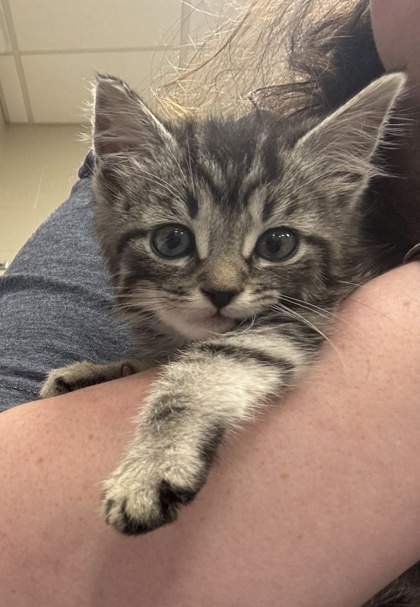 Shelter Stray Unknown Cat last seen Noblesville, IN 46060, Fishers, IN 46038