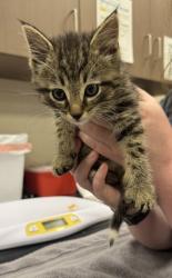 Shelter Stray Unknown Cat last seen Noblesville, IN 46060, Fishers, IN 46038