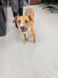 Shelter Stray Male Dog last seen Rio Communities, NM 87002, Los Lunas, NM 87031