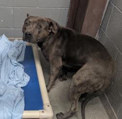 Shelter Stray Male Dog last seen Jarales, NM , Los Lunas, NM 87031